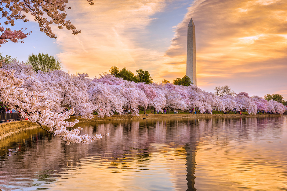 Take the Train to Cherry Blossom Season in Washington, DC! Amtrak