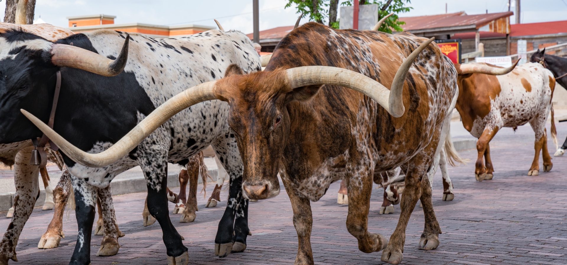 Experience The Cowboy Spirit Of Fort Worth, Texas