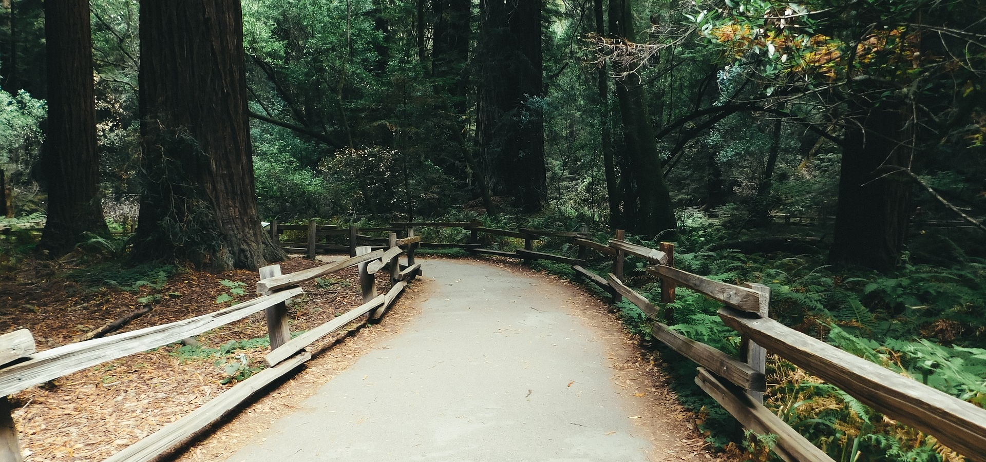 Сентьеро тропа. Лес тропилы доска. Направляющие Forest Style. Muir Woods.