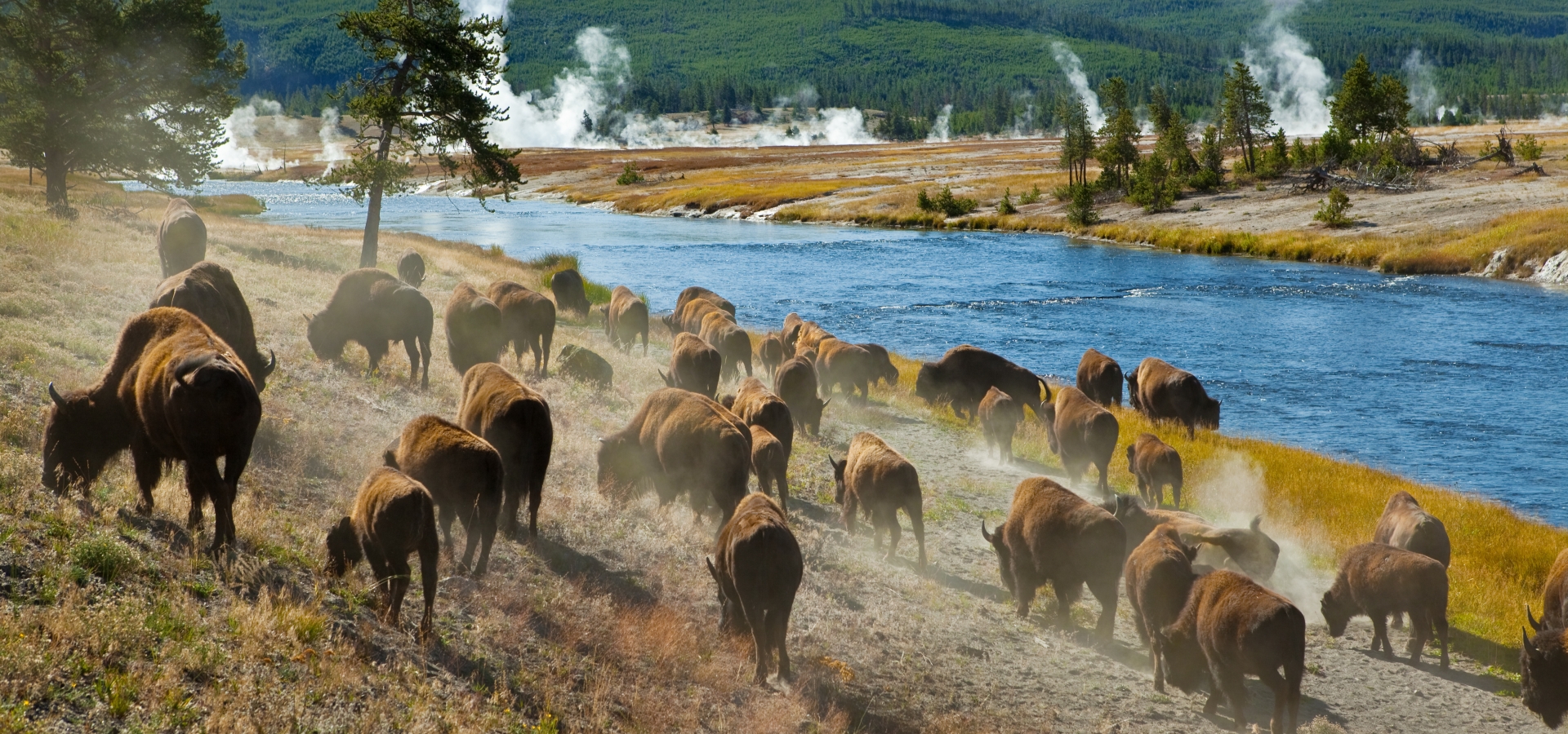 Yellowstone National Park | Amtrak Vacations®